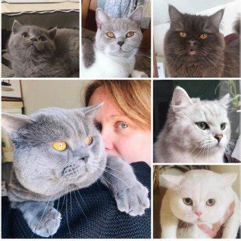 levage british shorthair metz|Chatterie du Mont dElarwin : élevage de chat British Shorthair